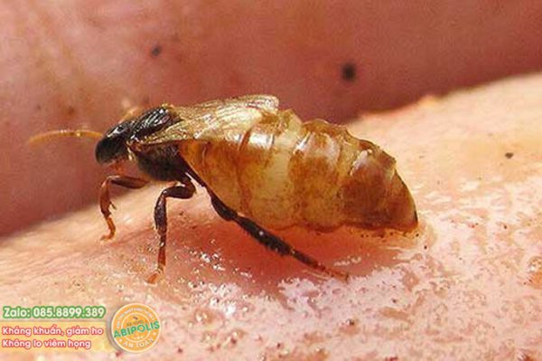 Phân lập thành công chất chống ung thư trong keo ong