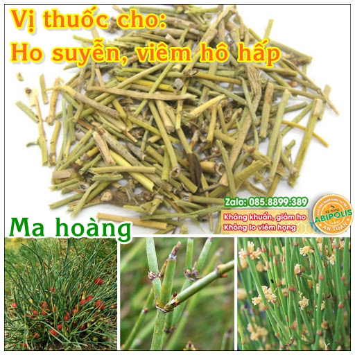 Ma hoàng - Vị thuốc chữa hen suyễn, viêm hô hấp
